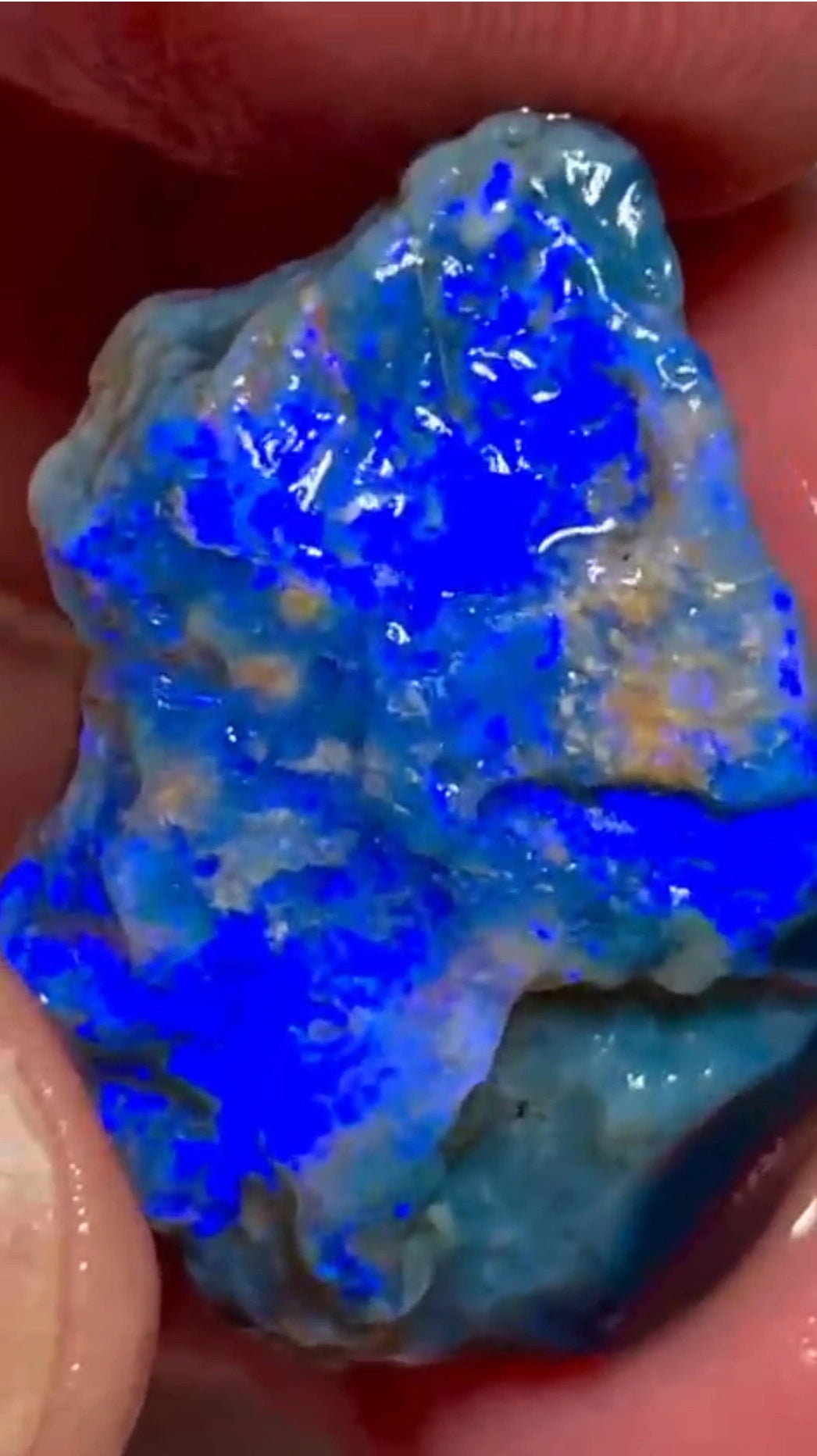 Thick Black Seam opal rough 31.75cts Lightning Ridge Bright Royal Blues to Cut 29x23x7mm SKU#RLN010