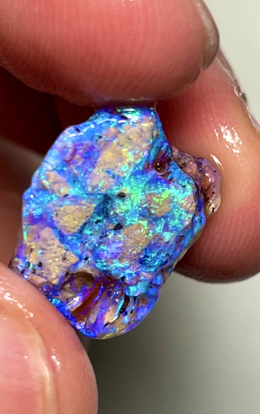 11.75cts Lightning Ridge Rough Opal Fossil Opalised Wood Gorgeous Saturation of Blue/Green fires 18.000x15.000x9.000 mm SKU#1792